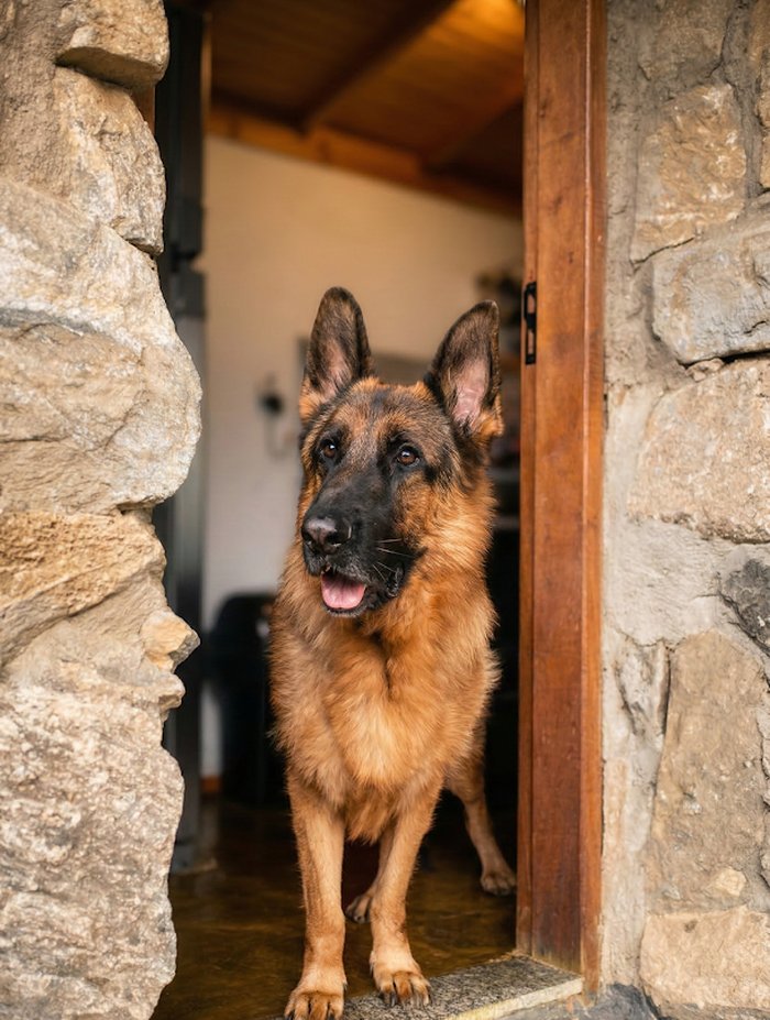 Cão sendo atendido com carinho pela Dra. Marina Sachi